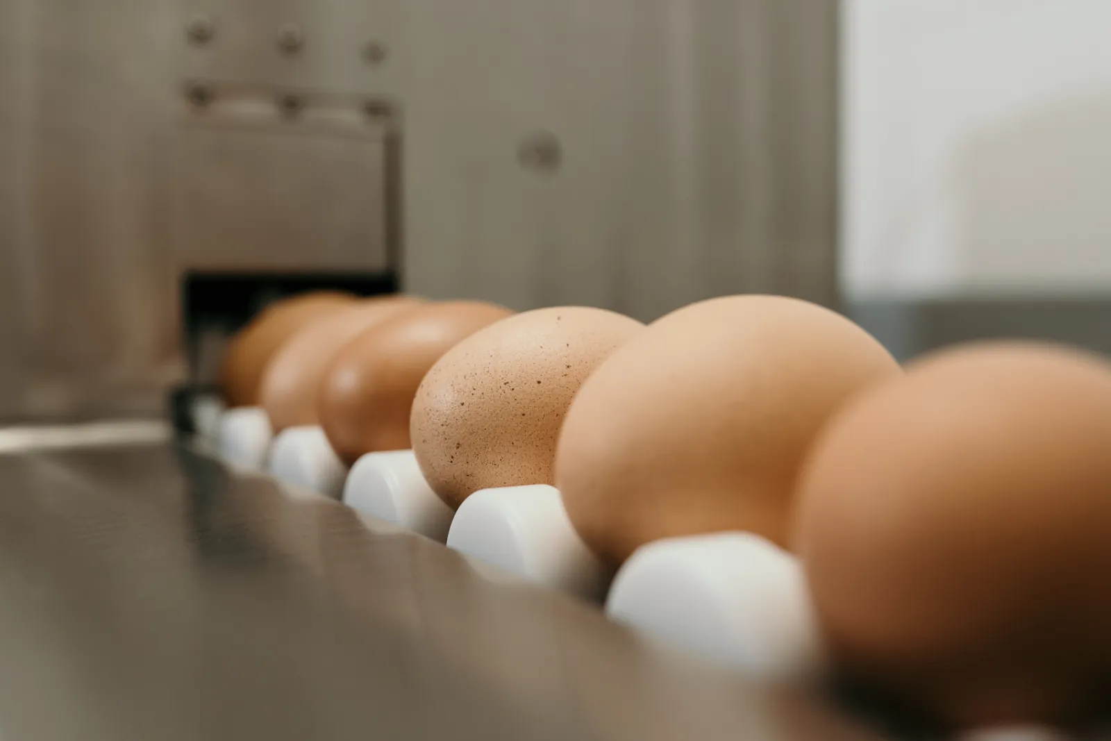 Tagfrische Eier für hausgemachten Eierlikör
