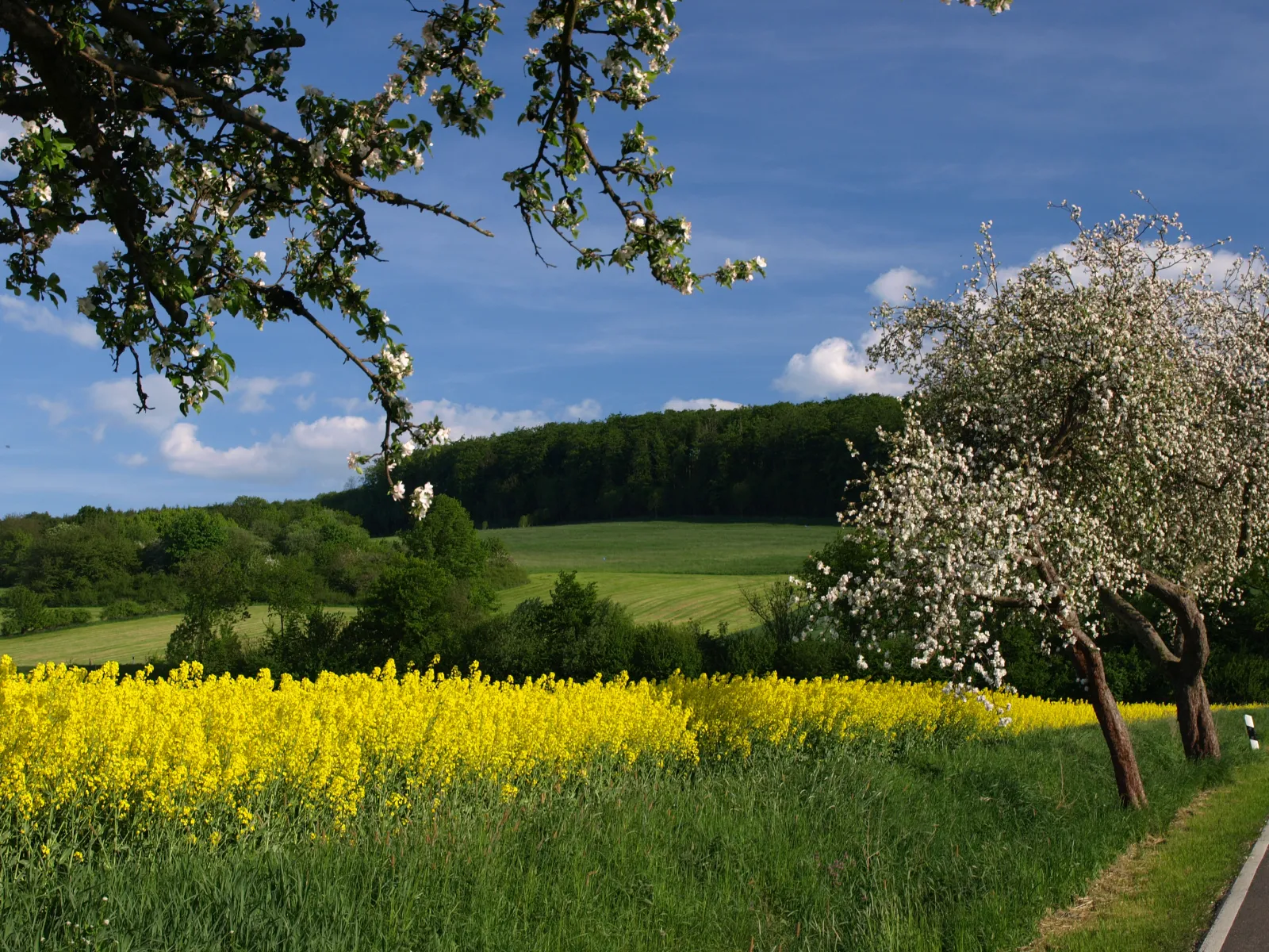 Senffeld mit Bäumen in der Region um Einbeck